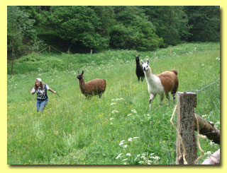 Drei Lamas auf der Weide